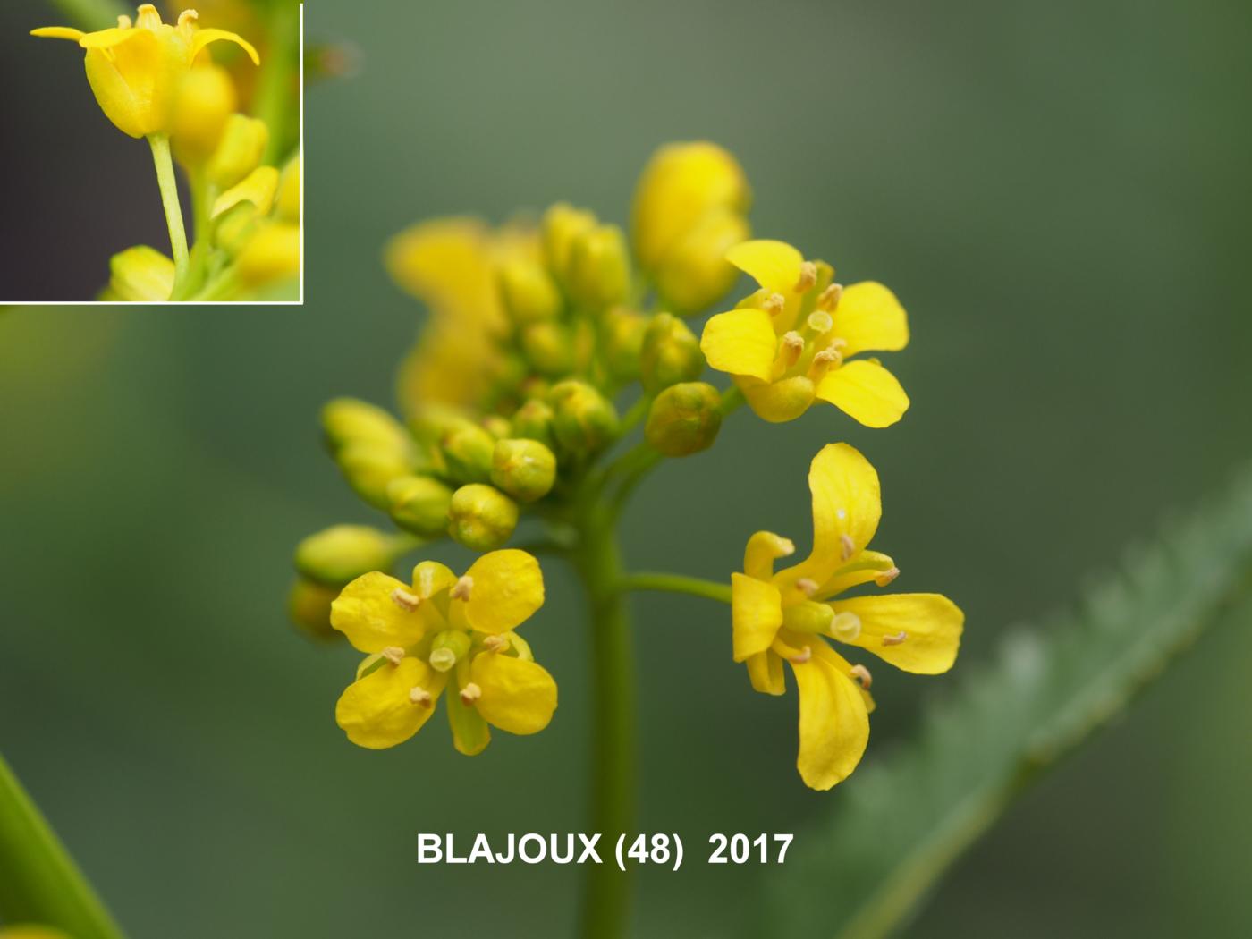 Yellow-cress, Great flower